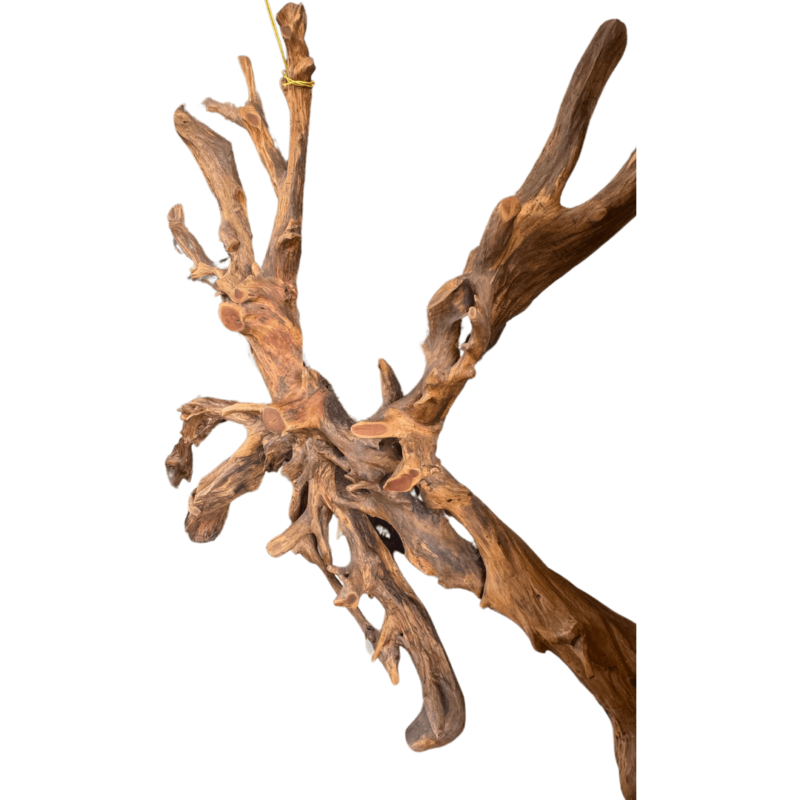 Genuine Cedar Wood Root Wall Divider - Image 2